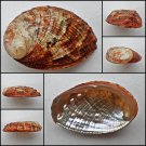 BCA16 - Haliotis diversicolor squamata 50.64mm