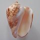 SEASHELLS