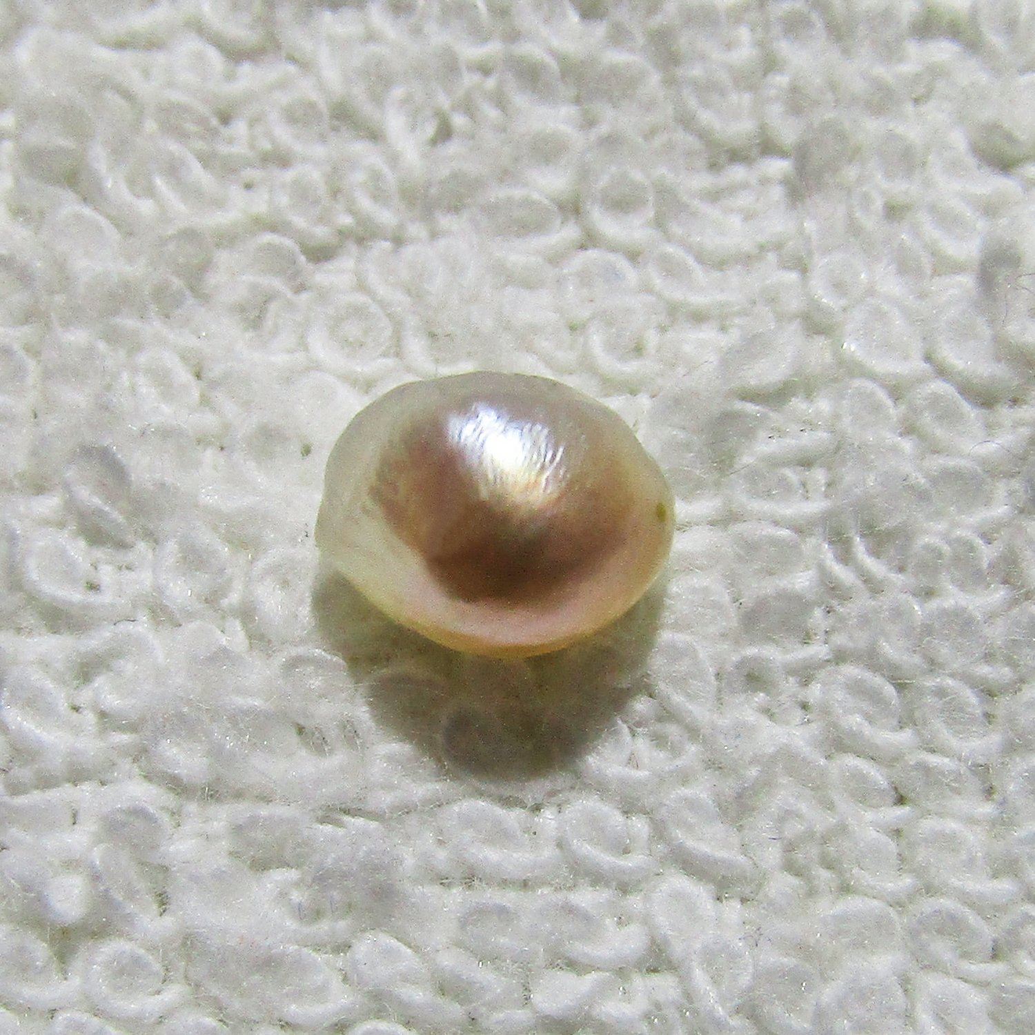 PA08 - WILD PTERIA PENGUIN'S PEARL 1.35cts