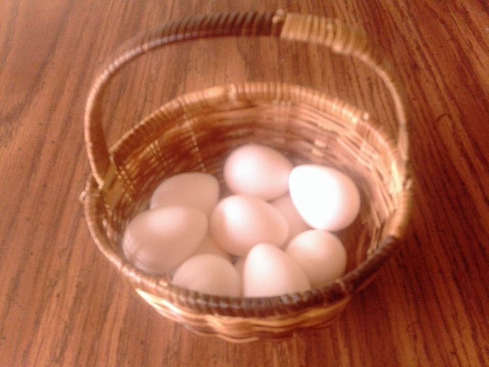 Bobwhite Quail EggsFirst Try