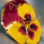 Lacquered and 24 karat gold-plated Real Pansy brooch-pendant hybrid