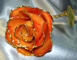 APRICOT coloured real ROSE - Lacquered & 24k gold-plated