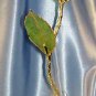 APRICOT coloured real ROSE - Lacquered & 24k gold-plated