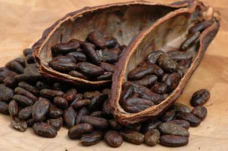 Fresh Dry Cocoa Bean, 500gr