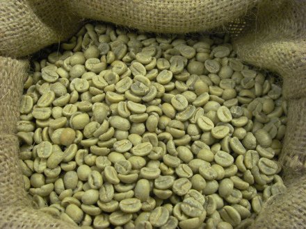 Robusta Coffee East Java Dry Bean, 500gr