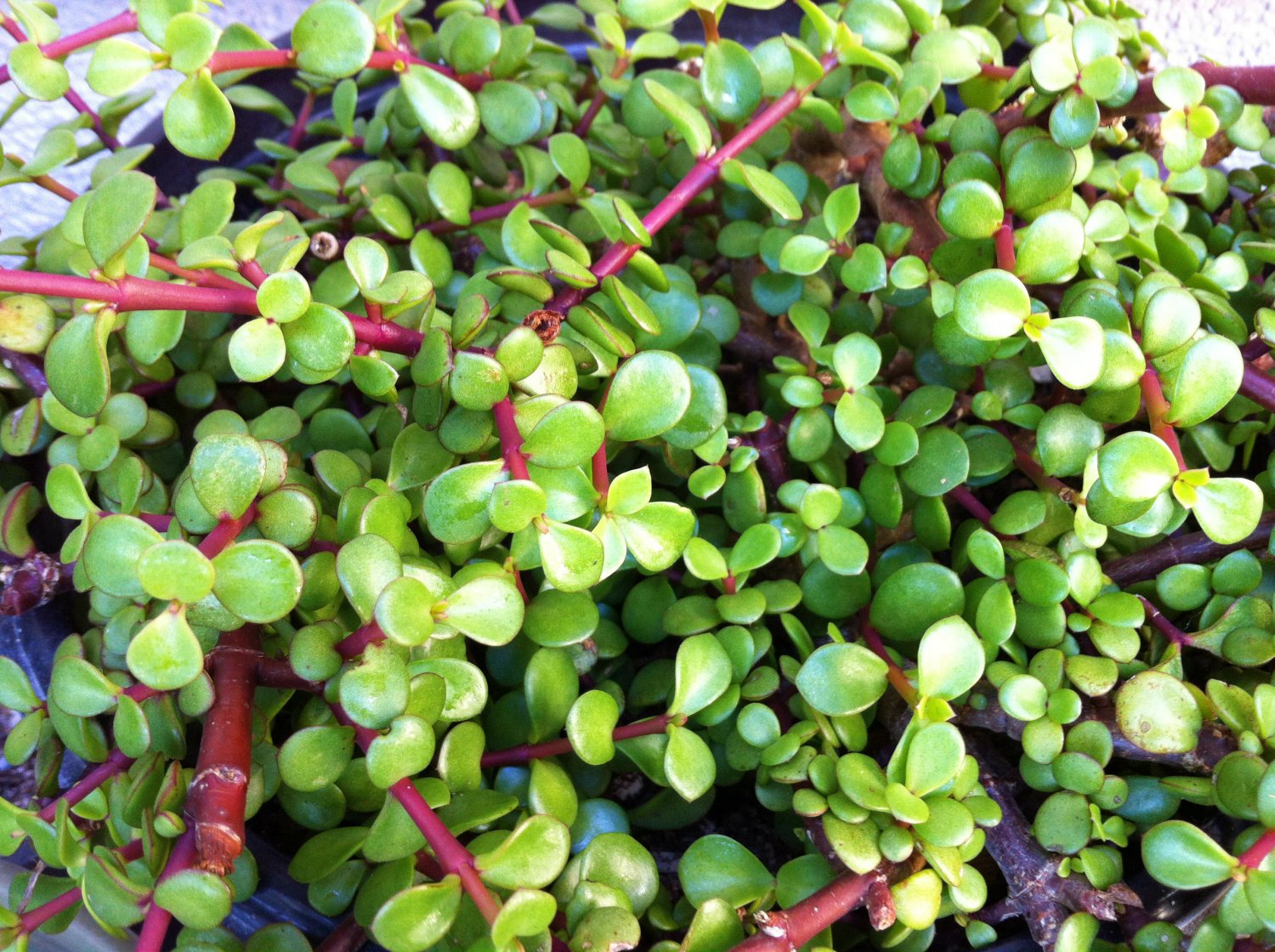 3 Portulacaria Afra Elephant Bush Cuttings