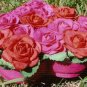 Flower boxes