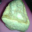 Dinosaur Fossil Bone
