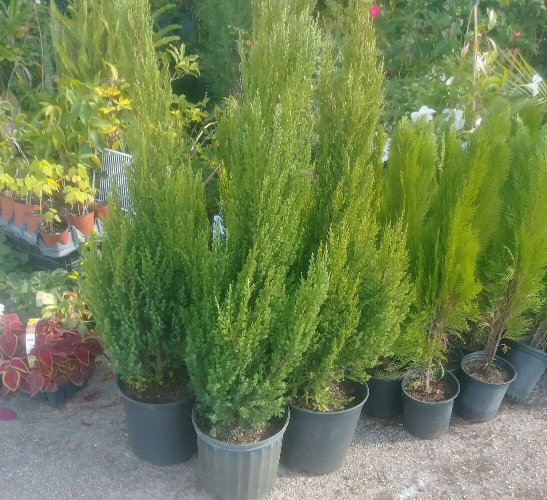 Blue Point Juniper Evergreen 1 Gallon Live Tree Shrub