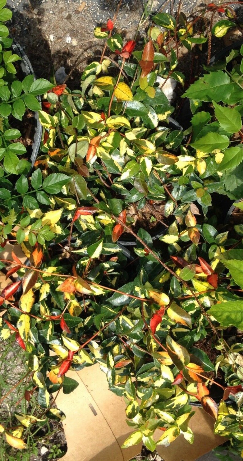 Summer sunset Asiatic Jasmine 1 Gallon well rooted live plant