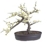 White Cherry Blossom Bonsai