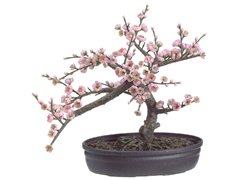 Cherry Blossom Bonsai Silk Tree