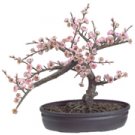 Cherry Blossom Bonsai Silk Tree
