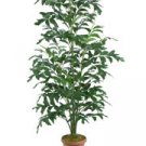 Silk Fishtail Palm Tree