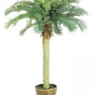 Phoenix Silk Palm Tree