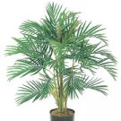 Areca Palm (3 feets tall)