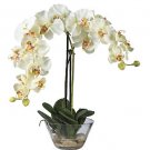 Phalaenopsis w/Glass Vase -  White