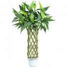 3' Straight Lucky Bamboo Silk Tree
