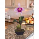 Cattleya w/Classic Black Vase (Lavender)