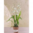 Dancing Lady w/White Wash Pot (White)