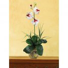 Mini Phalaenopsis Liquid Illusion Silk Orchid Arrangement (White Dubonet )