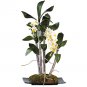 Mini Dendrobium w/Black Rectangle Dish