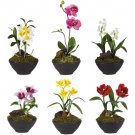 Little Black Vase Assortment (Set of 6)