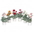 Ranunculus w/White Vase (Set of 6)