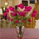 Ranunculus Liquid Illusion - Beauty