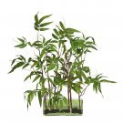 Bamboo w/Glass Planter