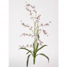 Dancing Lady Silk Orchid Flowers (6 Stems) - White
