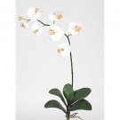 Phalaenopsis Orchid Silk Flowers (6 Stems) - Cream