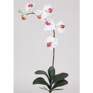 Phalaenopsis Orchid Silk Flowers (6 Stems) - White