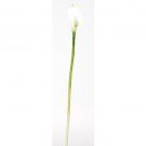 Calla Lilly Silk Flowers (12 Stems) - Cream