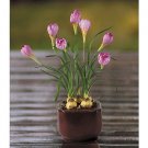 Tulips w/Round Vase Silk Flower Arrangement