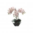 22" Phalaenopsis (glass) - 2 each