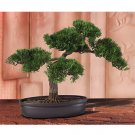 Cedar Bonsai Tree 16 in