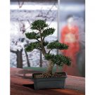 Podocarpus Bonsai Tree 24 in