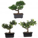 8.5" Bonsai Silk Plant Collection (Set of 3)