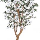 Dogwood Silk Tree 5 ft