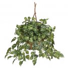 Pothos Hanging Basket Silk Plant