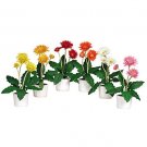 Gerber Daisy w/White Vase (Set of 6)