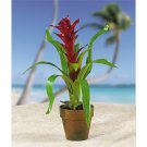Potted Single Sword Bromeliad - American Beauty