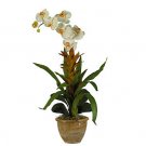Star Bromeliad/Orchid Combo Silk Arrangement - Cream
