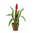 Potted Single Sword Bromeliad - Red
