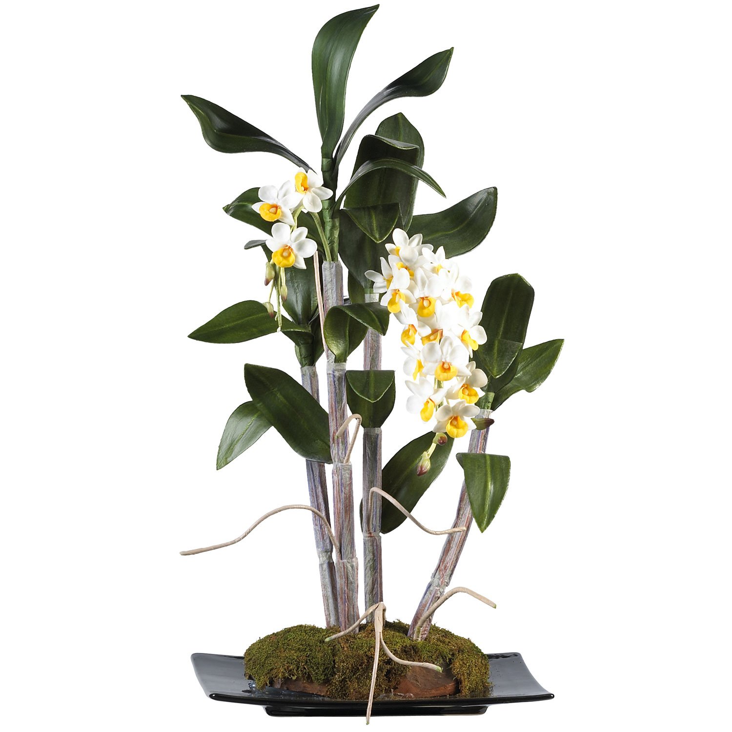 Mini Dendrobium w/Black Rectangle Dish