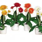 Gerber Daisy w/White Vase (Set of 6)