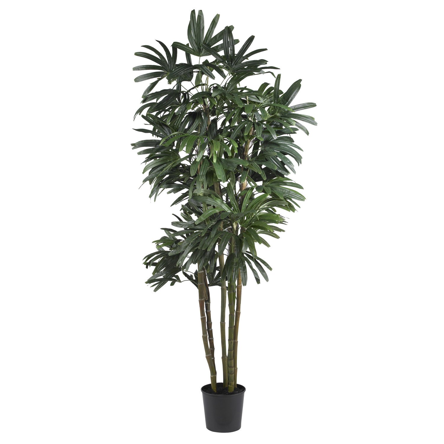 6' Raphis Palm Silk Tree