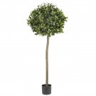 5' Sweet Bay Ball Silk tree
