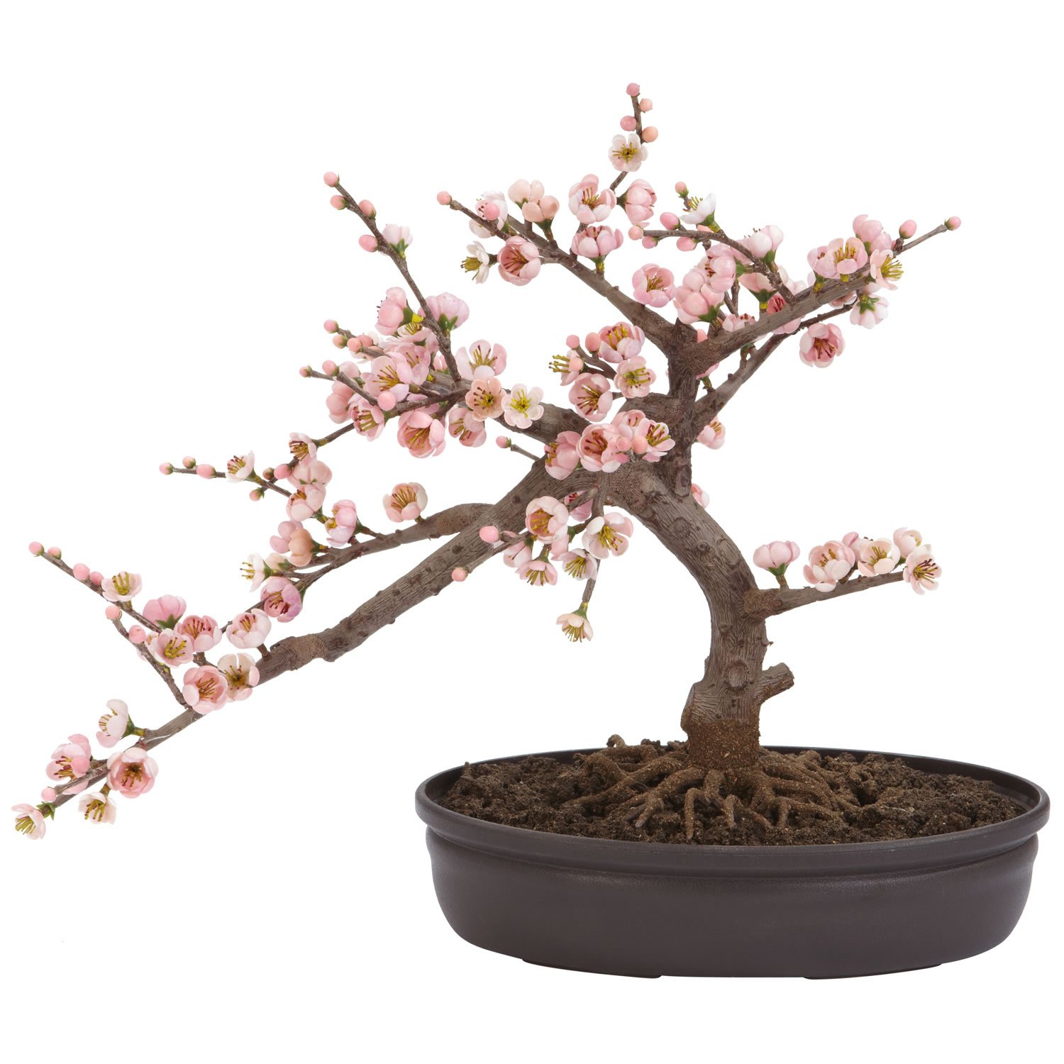 2. Serenity In Bloom: Showcase The Elegance Of A Cherry Blossom Bonsai Tree